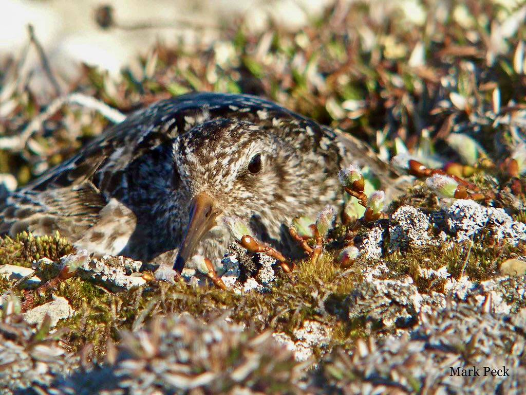 Purple Sandpiper - Calidris maritima by Mark Peck Bird Photography is licensed under CC BY-NC-SA 2.0